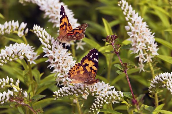 Millions of Butterflies Are Dancing Among the Wildflowers in California—and You Need to See It...