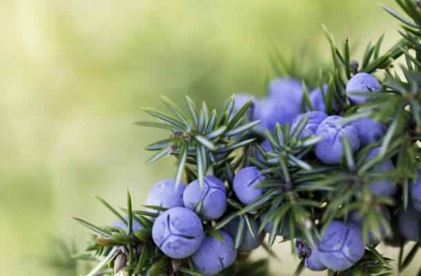 Move Over Vitamin C: Juniper Is Another Sickness-Busting Ingredient You Need to Know About