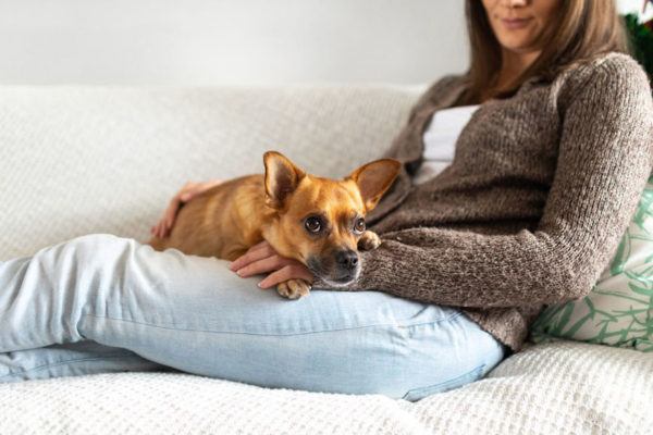 Pets Can Definitely Handle CBD, but Here's What You Need to Know Before Dosing Yours