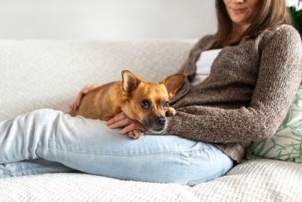 Pets Can Definitely Handle CBD, but Here’s What You Need to Know Before Dosing Yours