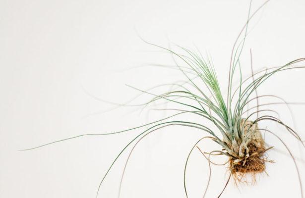 The Easy Mistake Most People Make When It Comes to Caring for Air Plants