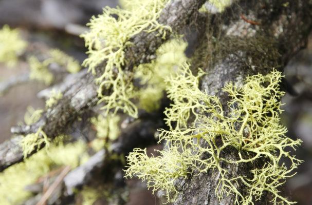 What to Know About Usnea, the Antibacterial Lichen That's in Some Natural Deodorants