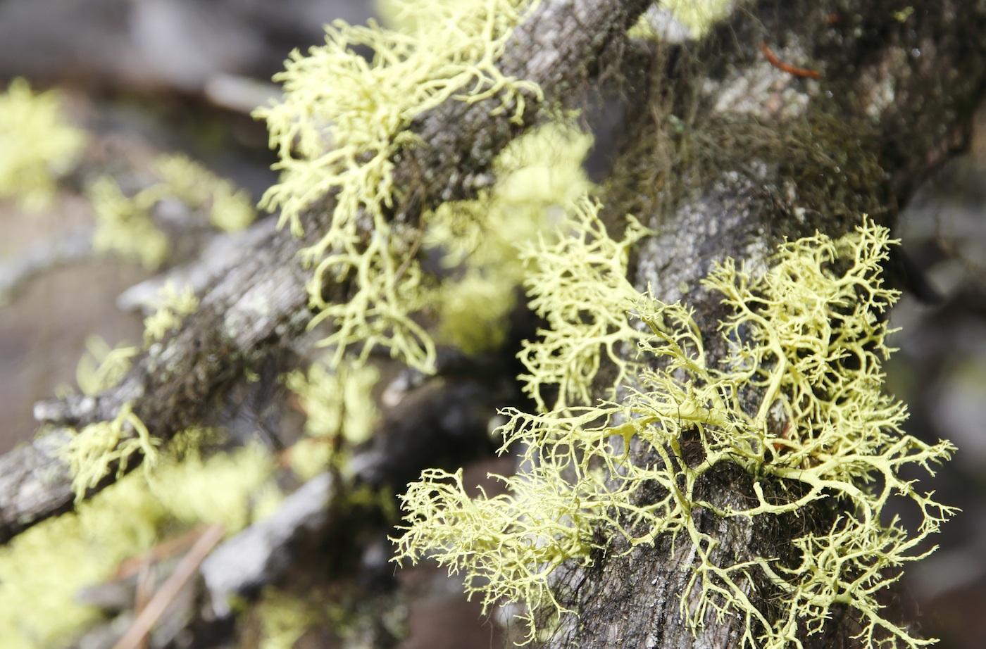 usnea benefits usnea lichen growing on three