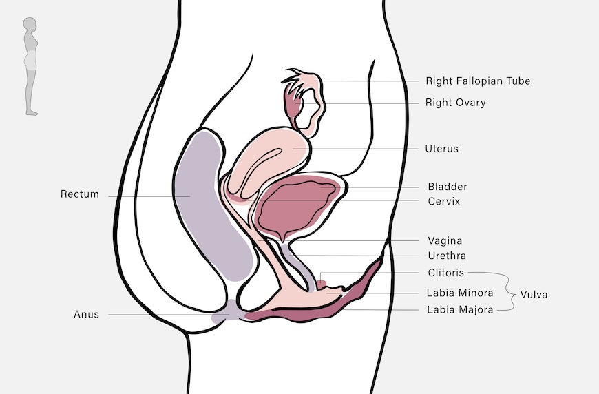 female reproductive system anatomy graphic with labels side view