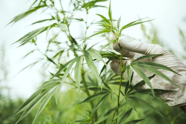 New Research Suggests CBD Could Help People Recovering From Opioid Addiction