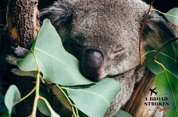 How Crying Cathartic Tears of Joy in an Australian Koala Sanctuary Set Me Free