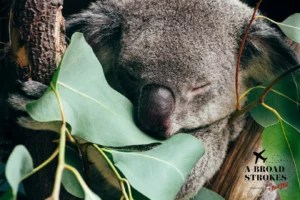 How crying cathartic tears of joy in an Australian koala sanctuary set me free