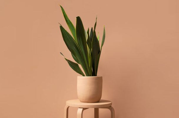 Snake Plant Care Is Easy, According to Someone With a Green Thumb