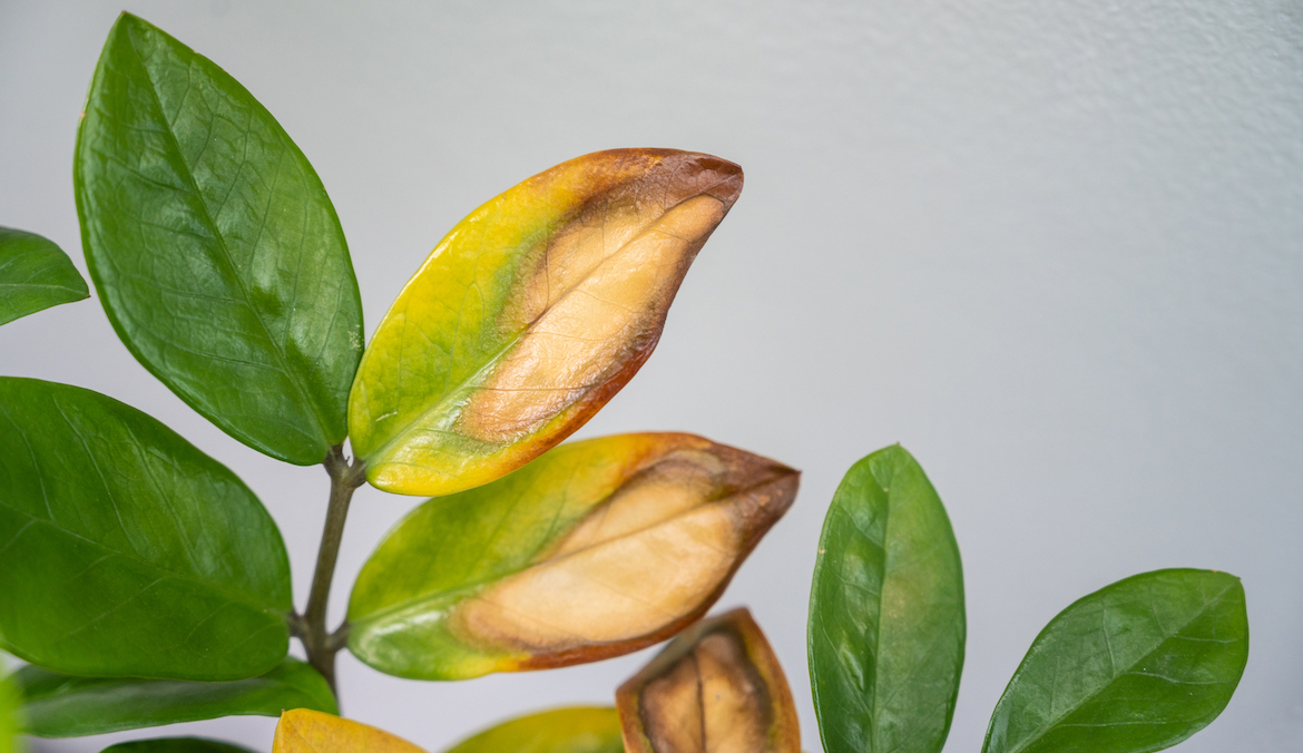A potted plant whose plant leaves are turning yellow.