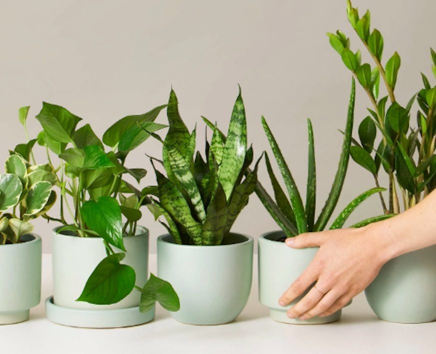 The Sill plant subscription