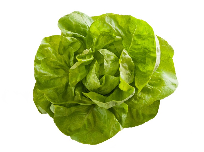 bibb lettuce