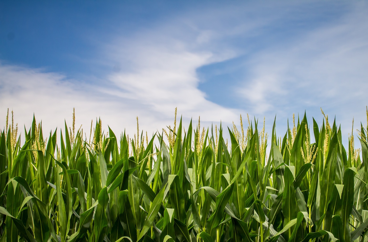 climate change agriculture gmos field of corn