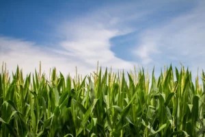 The next frontier of GMOs: fighting climate change?