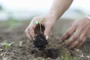 Why regenerative agriculture is the future of sustainable food