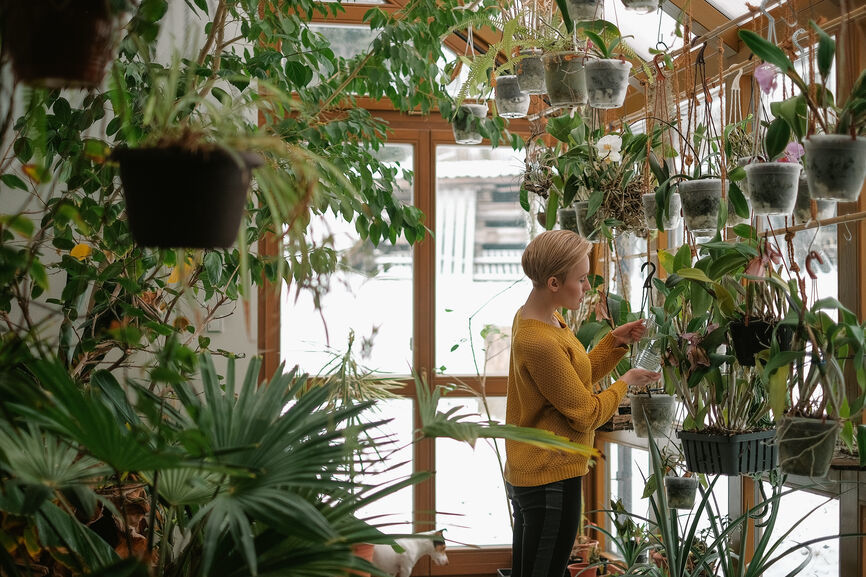 how to keep indoor plants alive