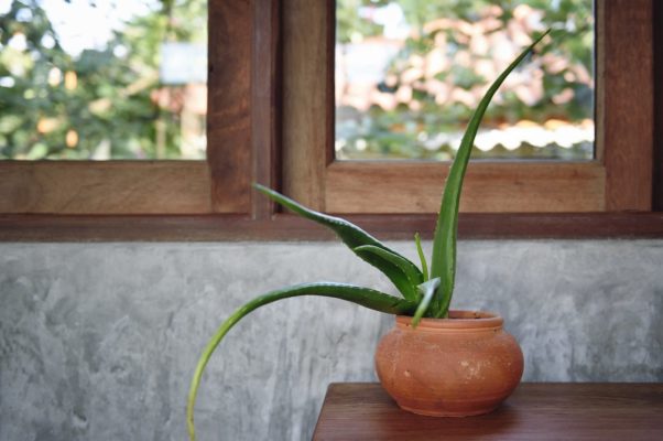 How to Care for Your Aloe Plant and Make It Really Thrive All Year Long
