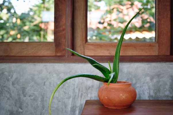 How to Care for Your Aloe Plant and Make It Really Thrive All Year Long