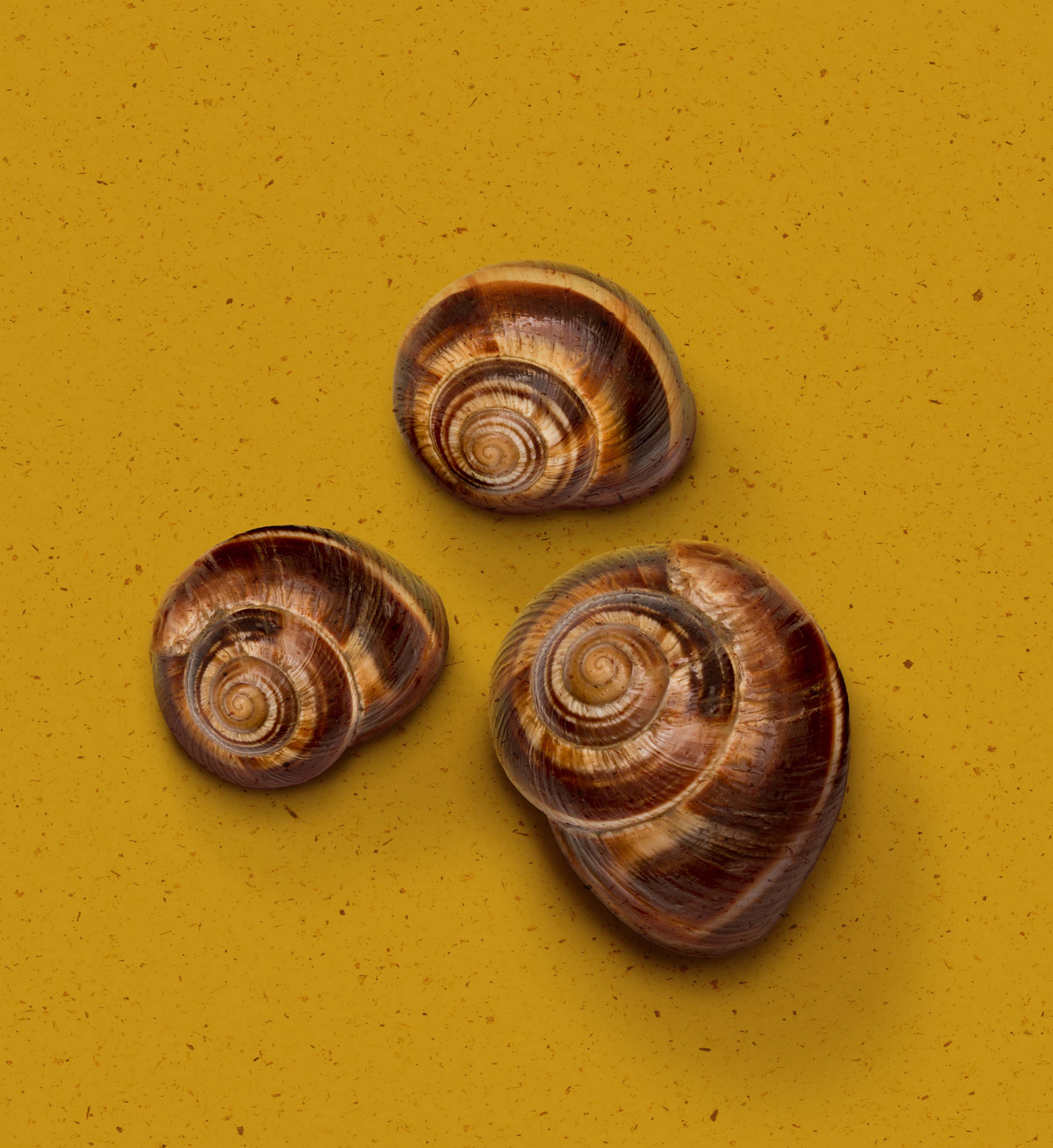 snail gel