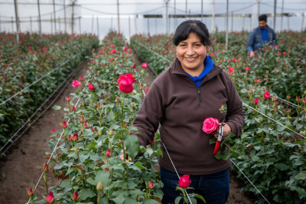 250 Million Roses Are Sold Every Valentine's Day—Here's How to Make Sure You're Buying Ethically-Sourced...