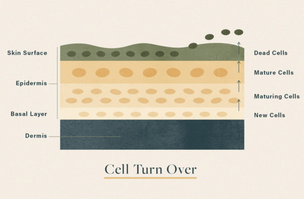 What is cell turnover?