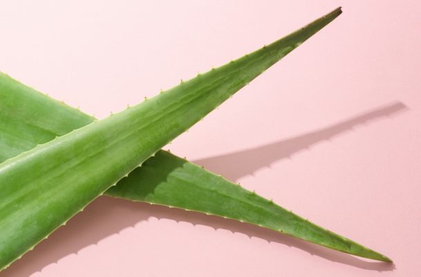 Not Just for Burns: Here Are 7 Ways Aloe Vera Can Nourish Your Skin  