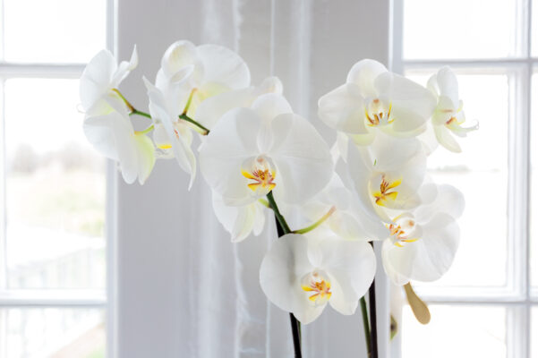 How to Take Care of Orchids That Thrive All Year Long