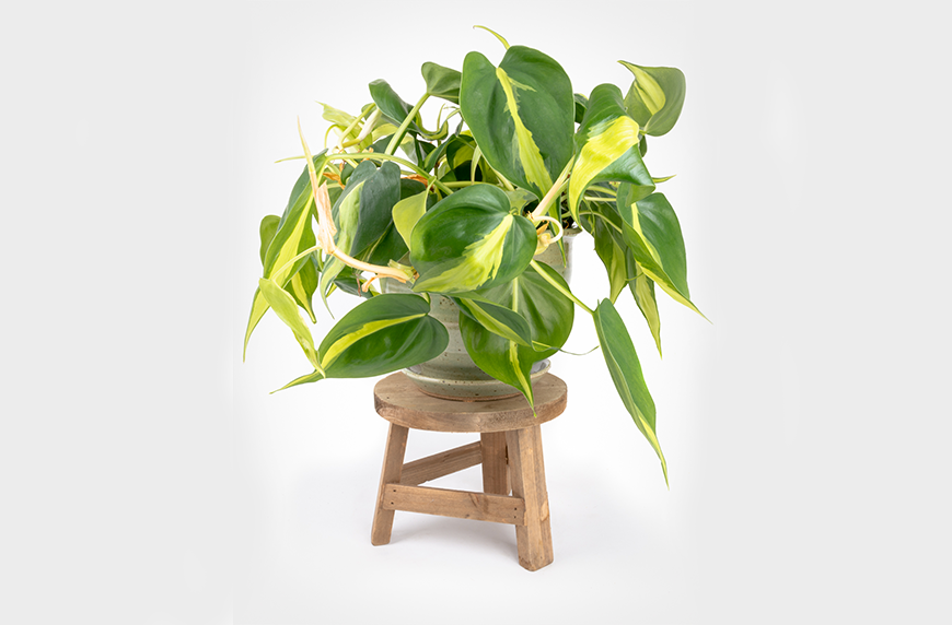 Philodendron Brasil easy care indoor plants