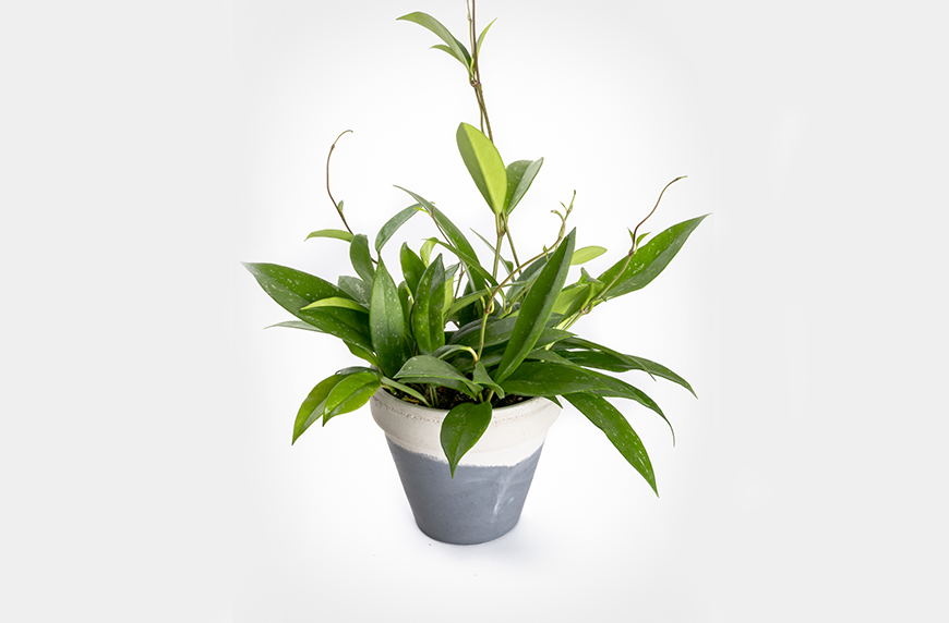 Hoya pubicalyx, easy care indoor plants