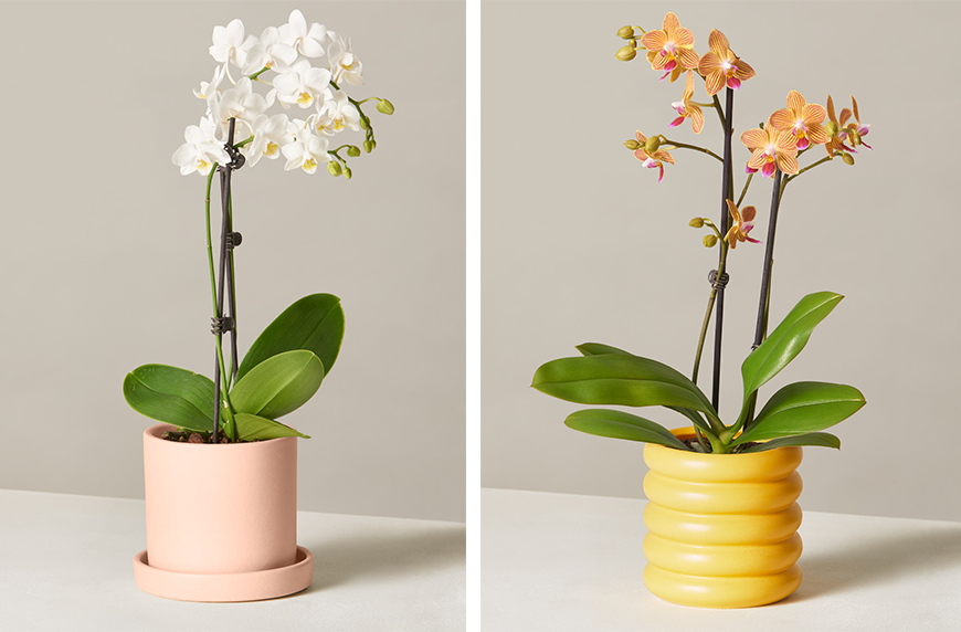 Comment prendre soin et arroser la plante d'orchidées