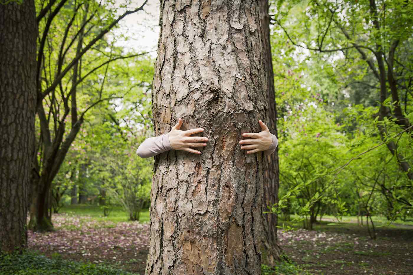 benefits of tree hugging