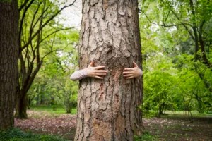 These are the benefits of tree hugging, straight from a forest ranger who does it all the time