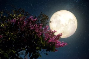 This month's full pink moon is also a powerful supermoon—here's what it means for your sign