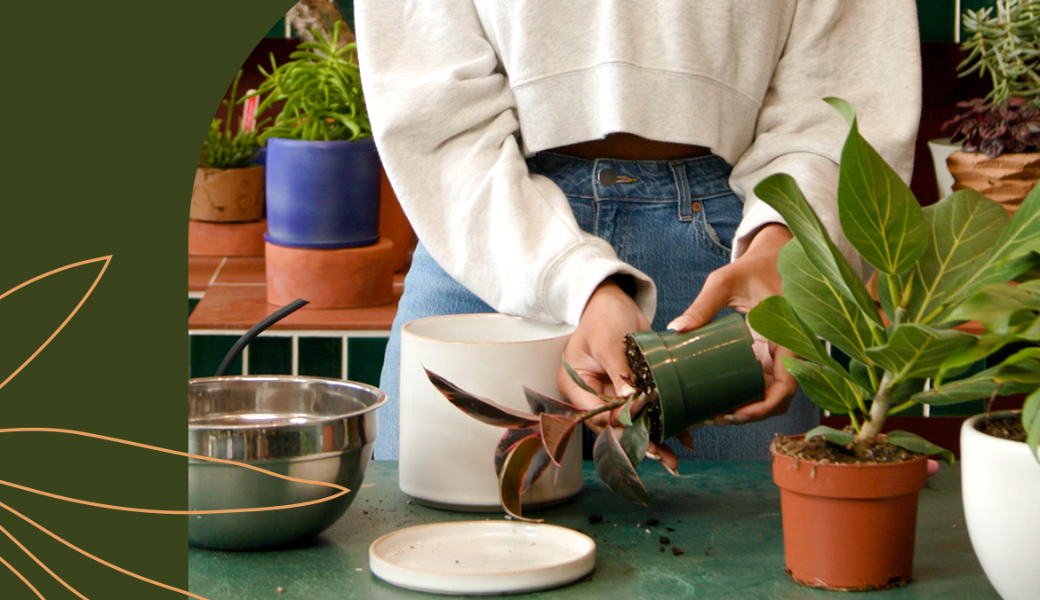 A woman holds plants gently as she repots them.