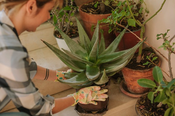 Here's How to Revive Your Sad Plant From the Brink of Death