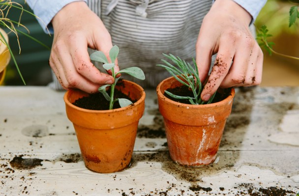 5 Easy Plants to Propagate Whether You Know What You're Doing or Not