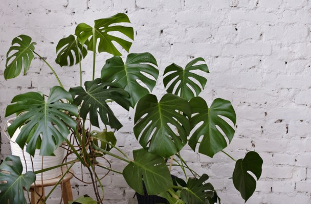 How to Care for Your Monstera, the Most Stunning Houseplant of All