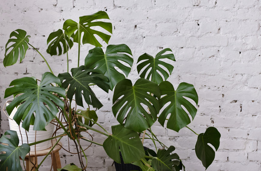 how to care for a monstera