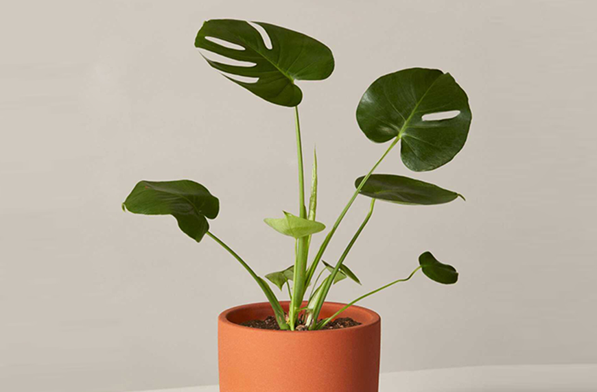 how to care for monstera