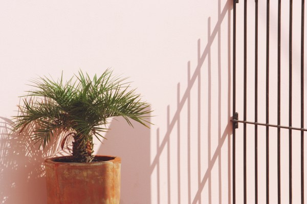 How To Care for a Palm Plant, One of Humankind’s Longest-Running Faves