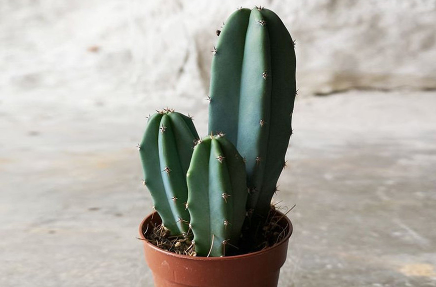 how to care for cactus