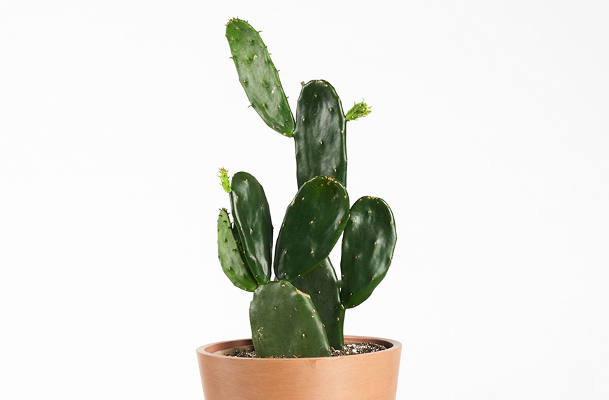 how to care for cactus