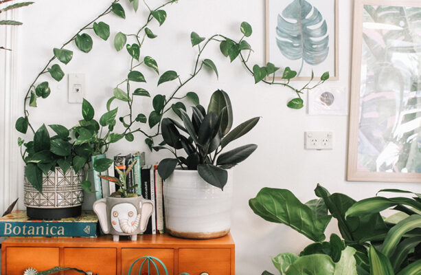 Your Air Conditioner Doesn't Get Along With Your Plants—Follow This Rule To Keep Them Alive