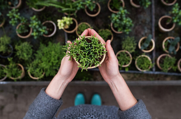 How To Pick a Plant That's Happy and Healthy—And What To Avoid