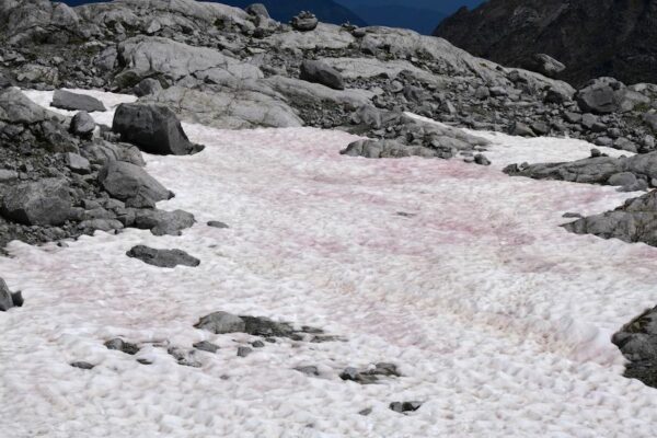 'Watermelon Snow' Is Pink and Pretty, But It Signals Disaster—Here's Why
