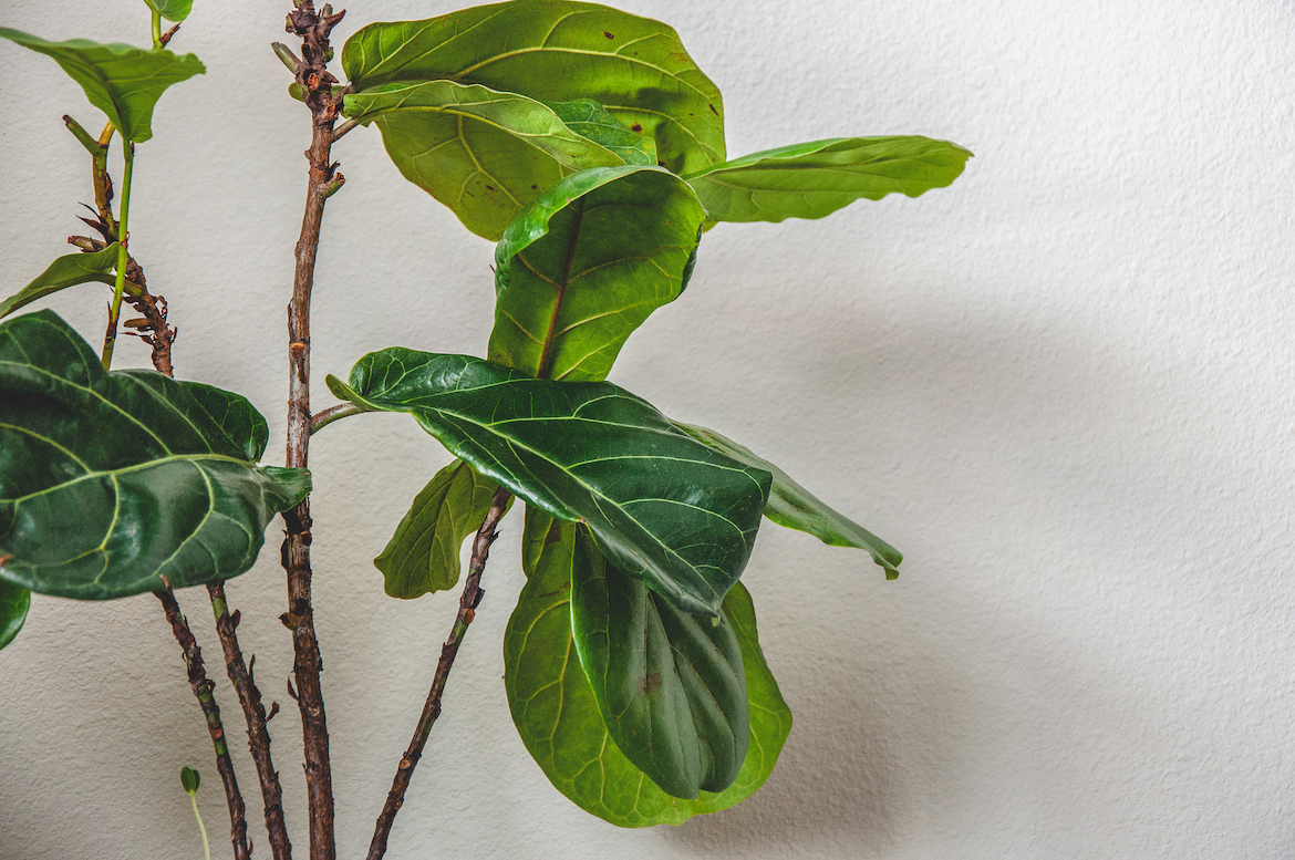 How To Know If a Plant Is Dying—And When To It Go | Well+Good