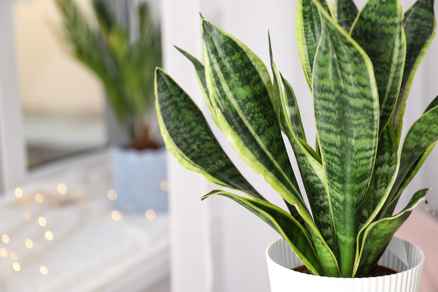 indoor plants for fall