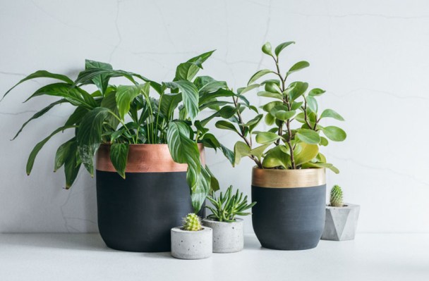 11 Unique Pots To Complement Your Most Beautiful Plants