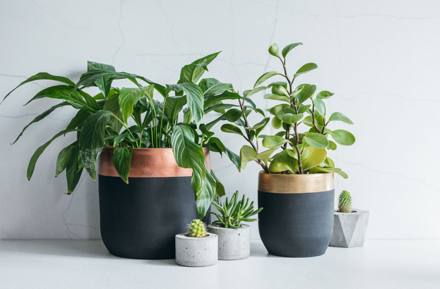 unique plant pots