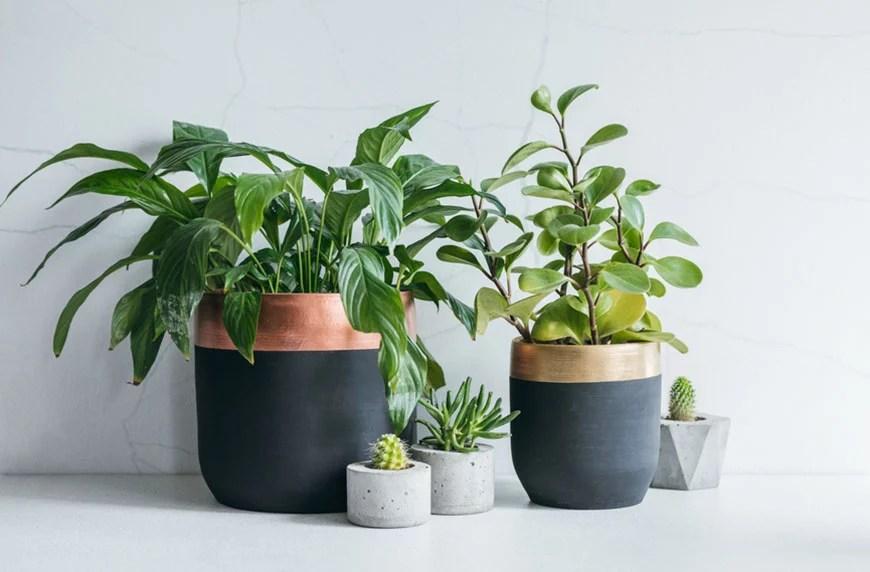 Unique, Beautiful Planters That Will Enhance the Look of Any Houseplant