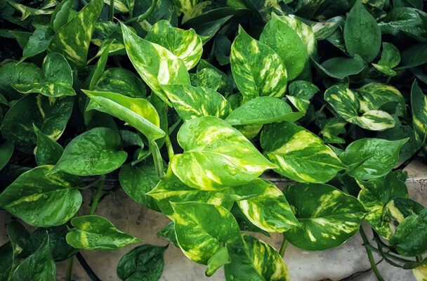 How To Care for Pothos, the Sturdy Green Beauty *Anyone* Can Keep Alive